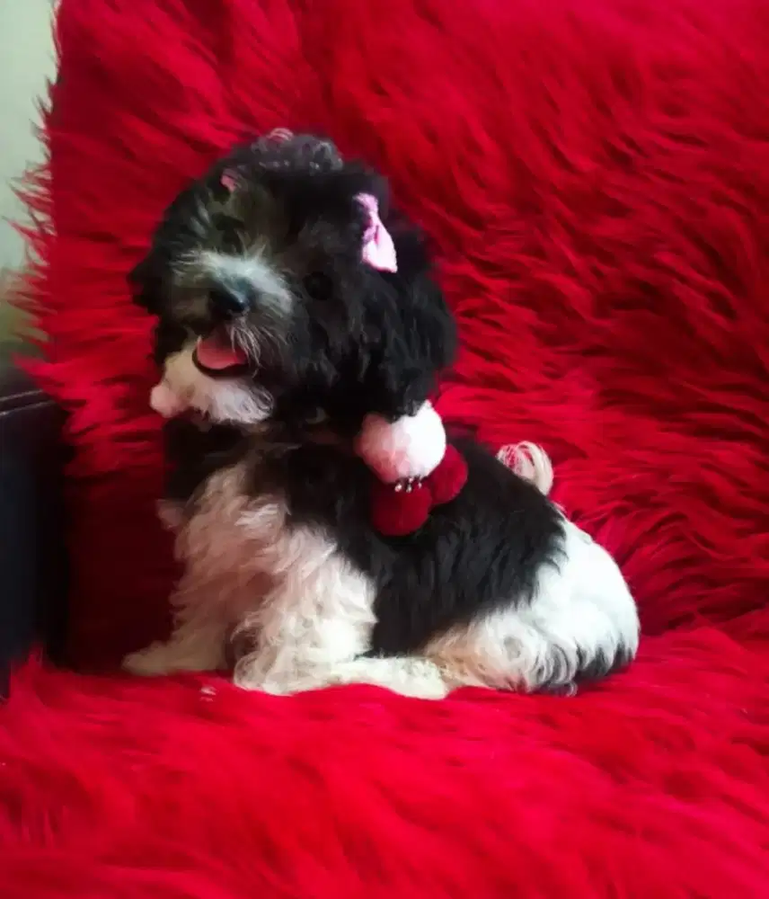 Maltipoo Female Party