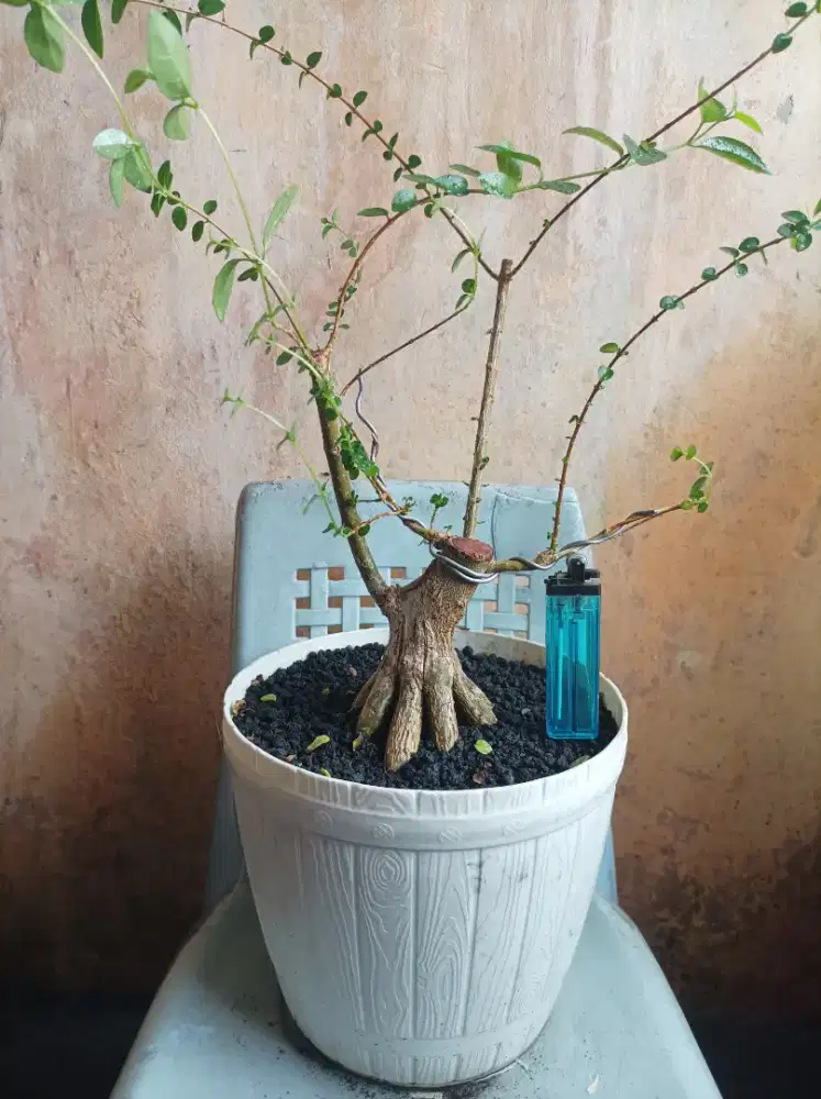 Bonsai sancang prokar
