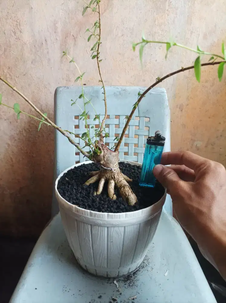 Bonsai sancang prokar