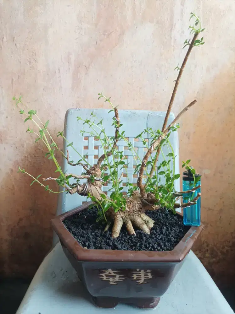 Bonsai sancang tahapan
