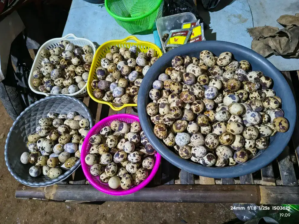 Telur puyuh fresh dari kandang langsung