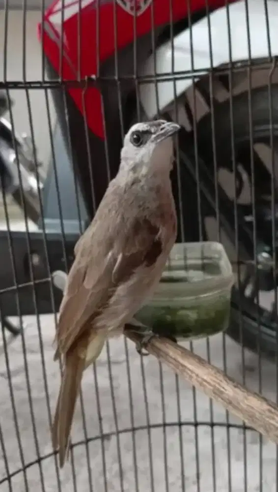 Trucuk kebo muda mulus