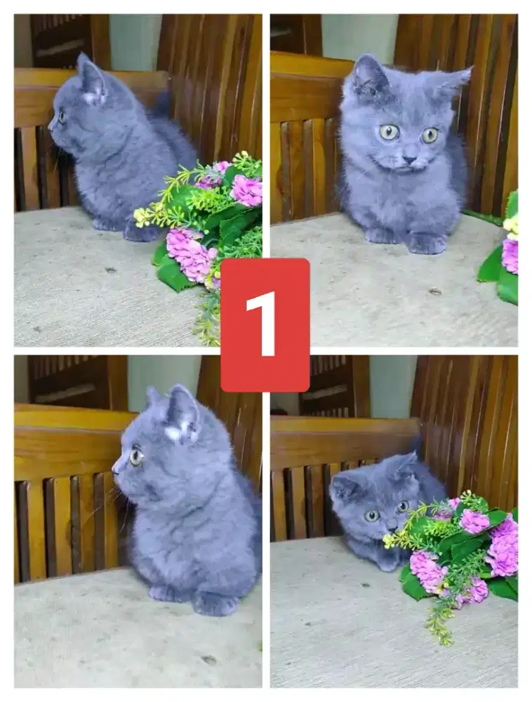 Kitten BSH dan   dan Munchkin