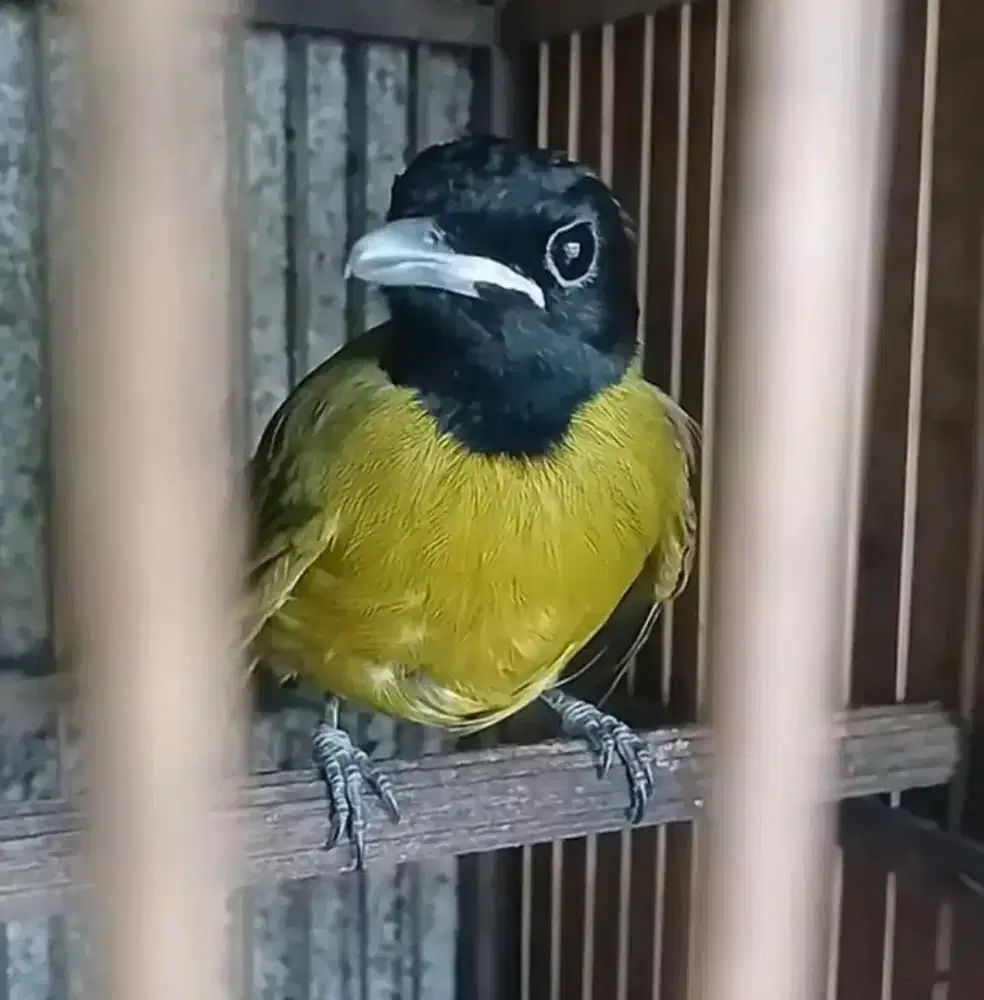 Samyong jantan voertotal