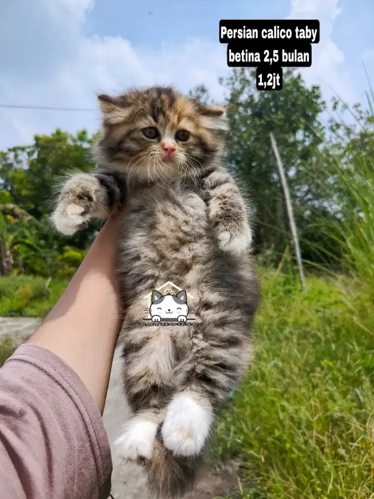 Kucing Persia kitten lucu lucu