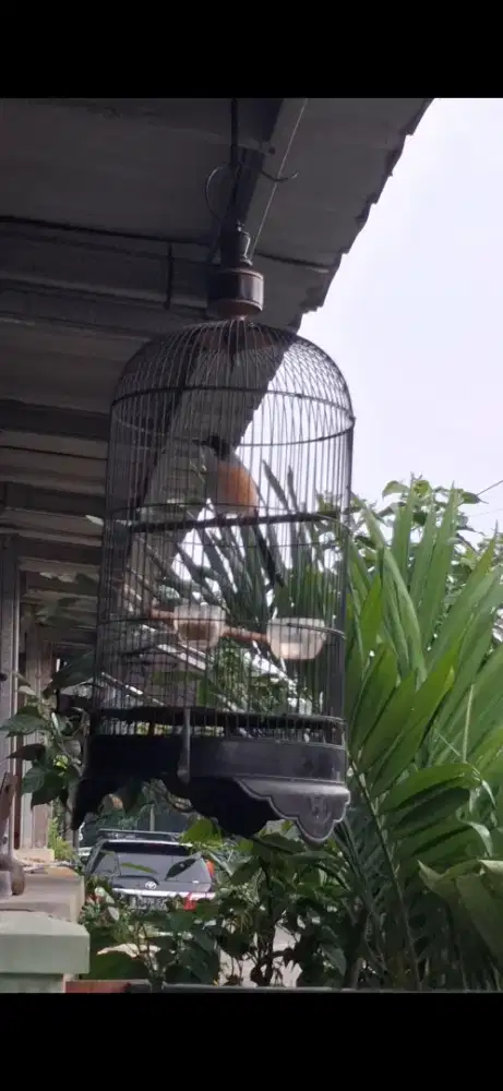 Burung Pentet/Cendet Blangkon