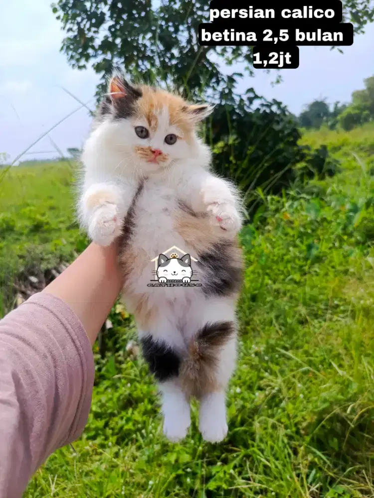 Kucing Persia kitten llucu lucu