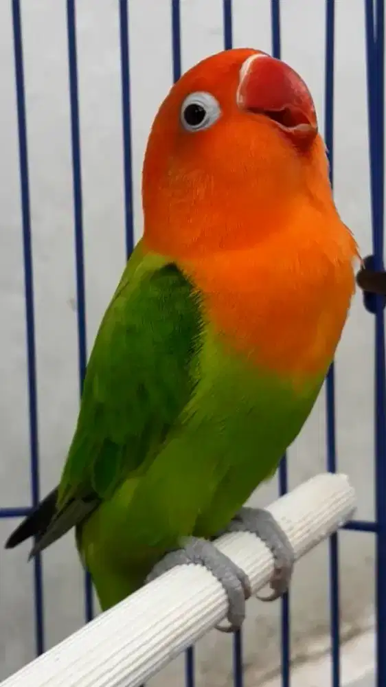 BURUNG LOVEBIRD BIOLA  JANTAN WARNA JRENG  NGEKEK BURJA