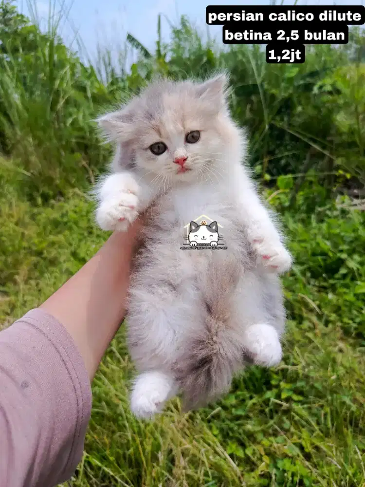 Kucing Persia kitten luccu lucu