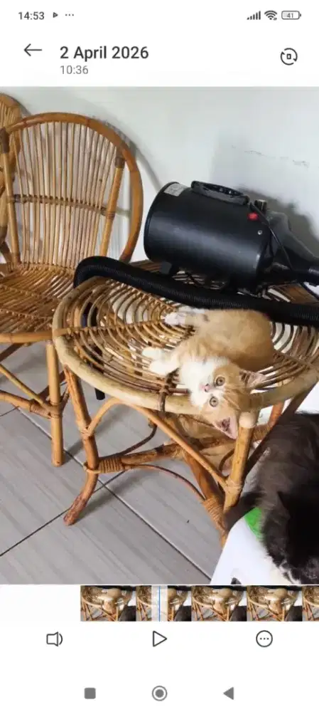 Kitten Munchkin ns jantan