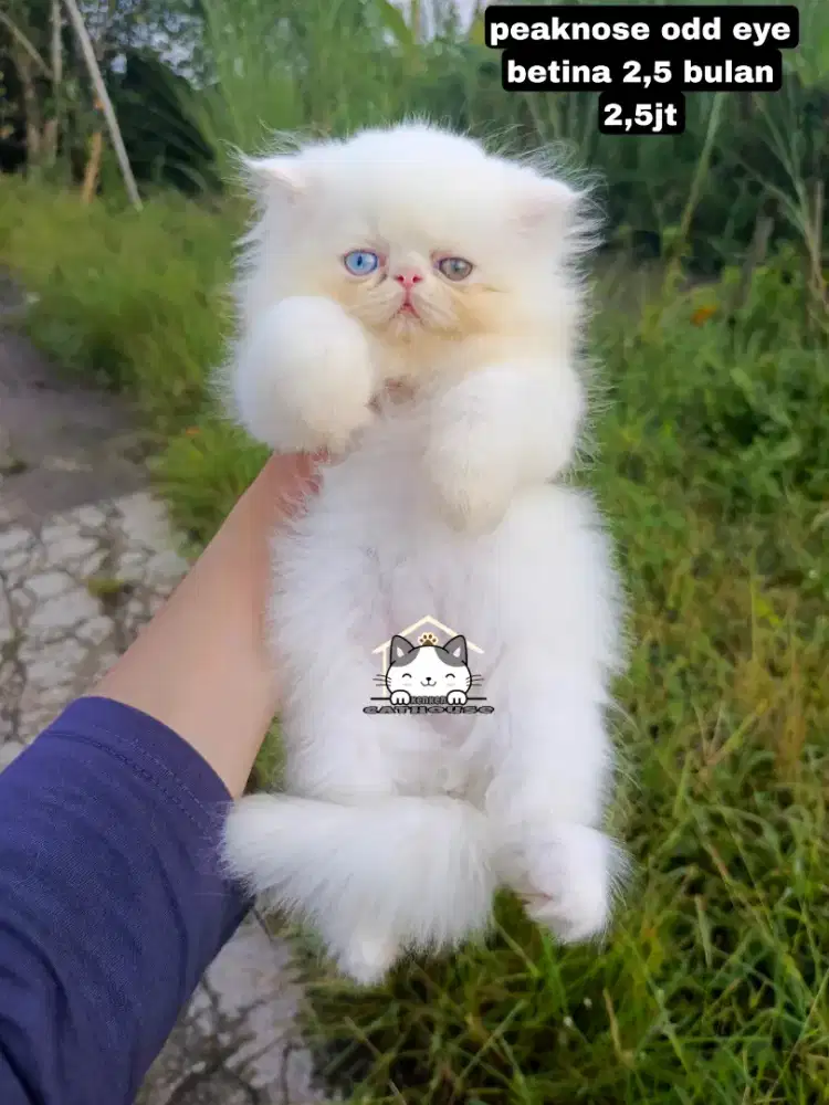 Kucing Persia kitten luccu lucu