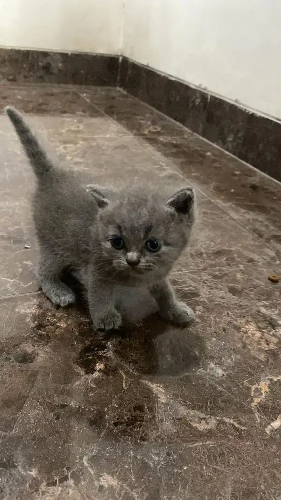 Anakan BSH X SCOTTISH