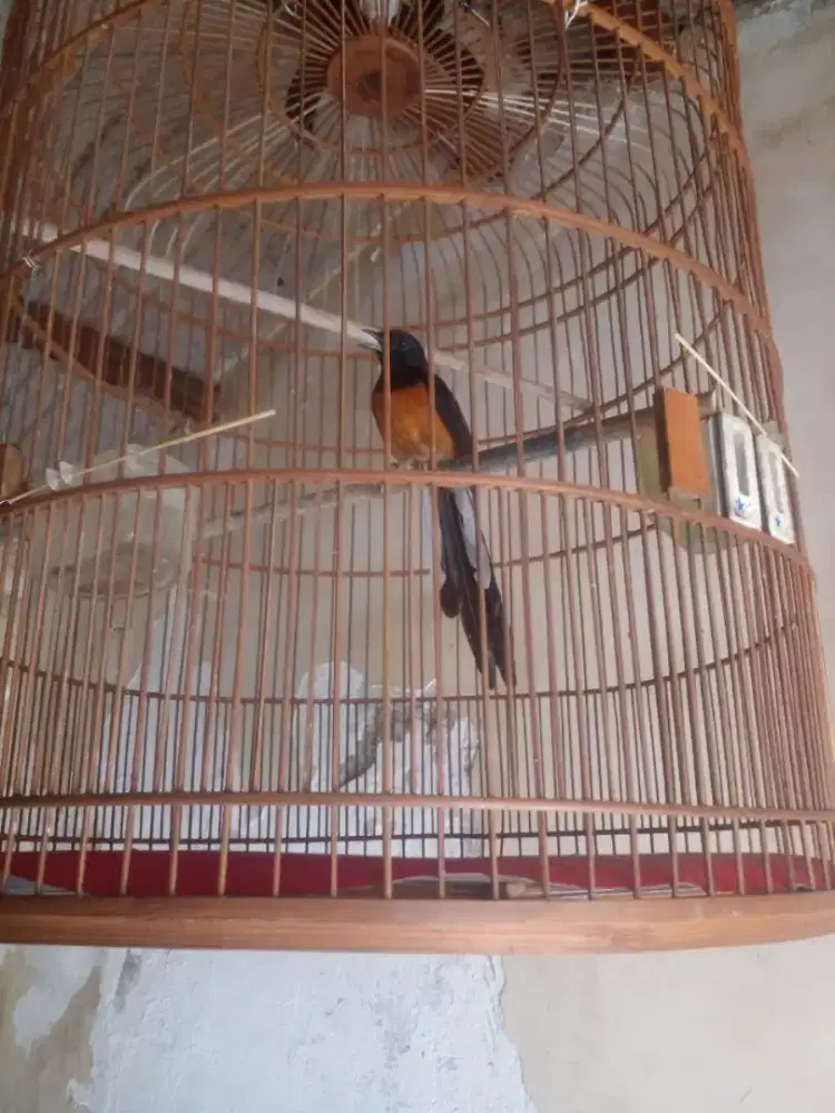 Dijual murai batu medan