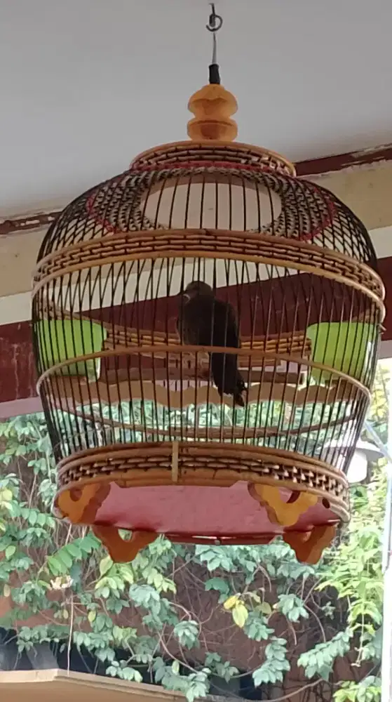 Burung tekukur kuk 3