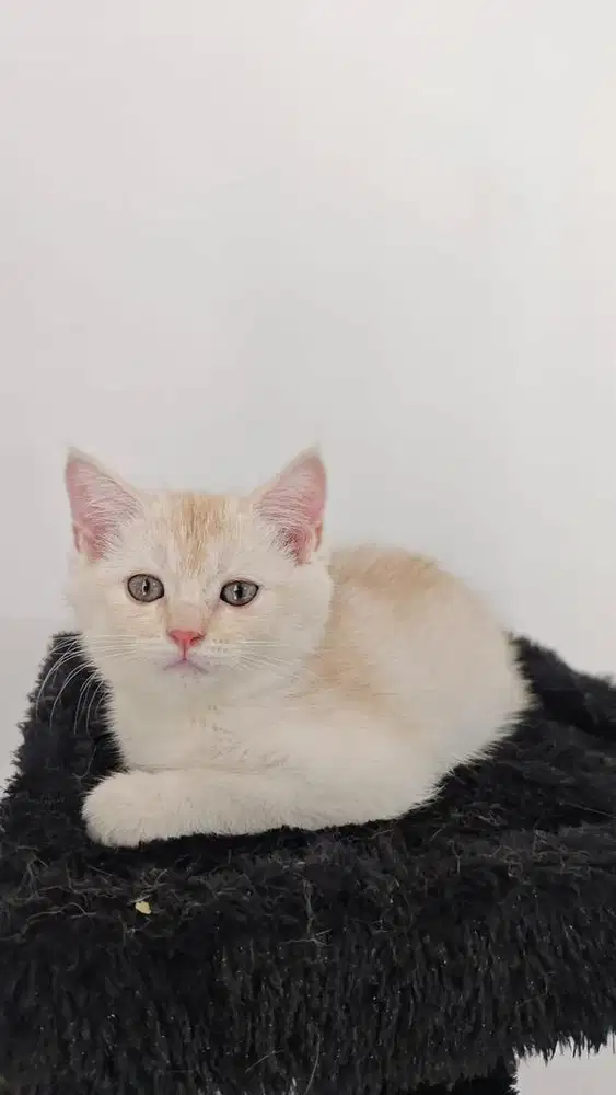 Bsh jantan broken white