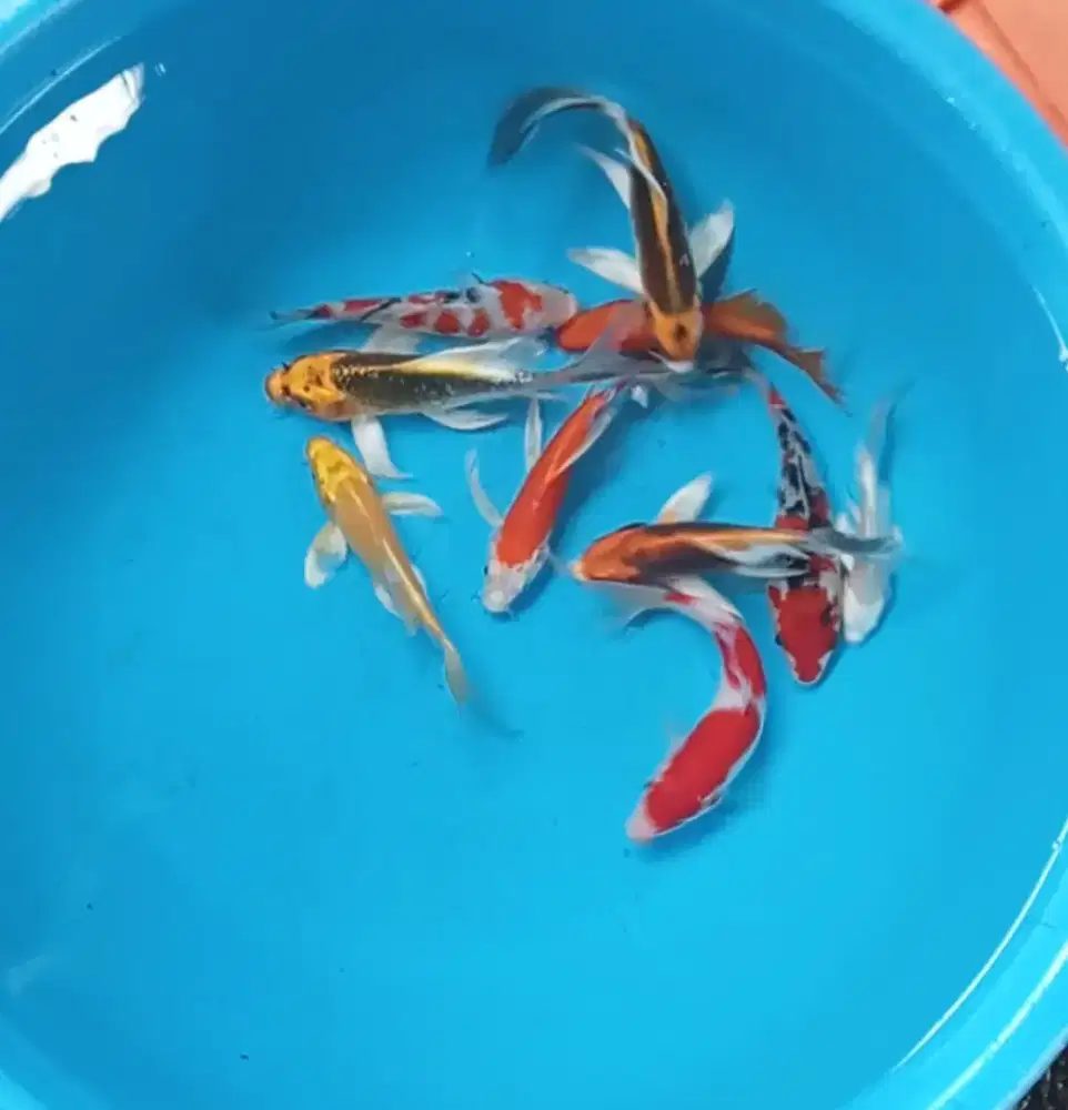 Ikan koi size 15cm