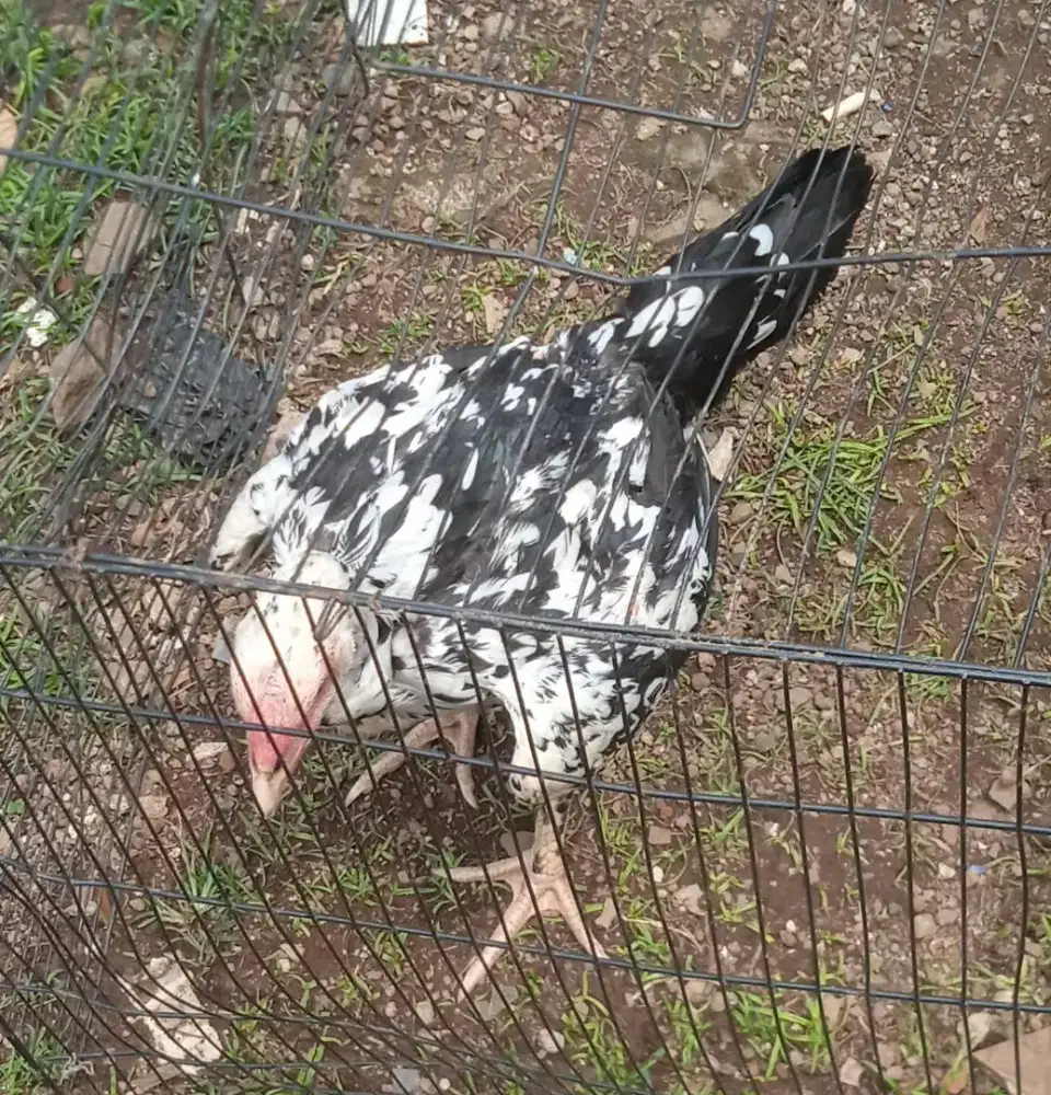 Ayam bangkokkk sehat muluss