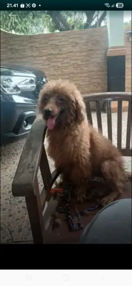 Betina stb size di atas toy poodle