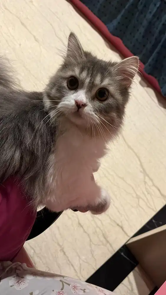 Kucing Jantan longhair 1 Tahun 2 Bulan, Sehat & Sudah Vaksin Lengkap