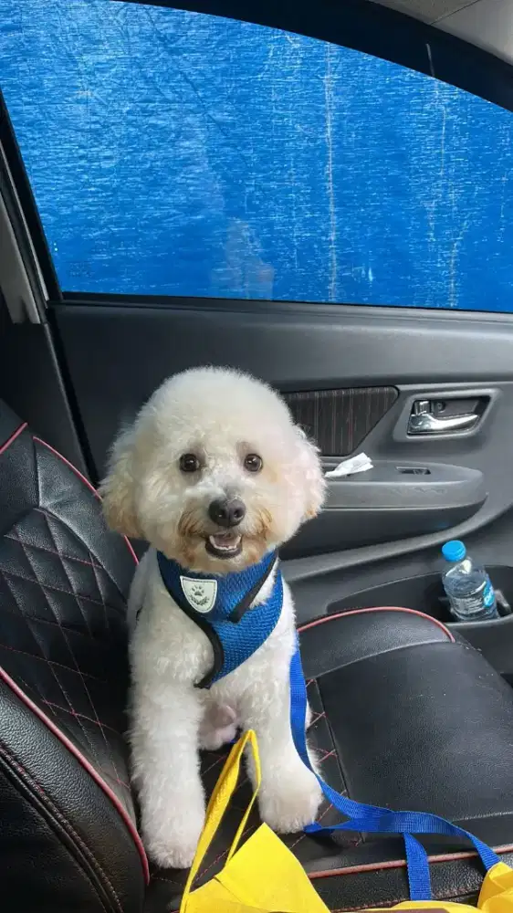 Jasa pacak anjing poodle white putih