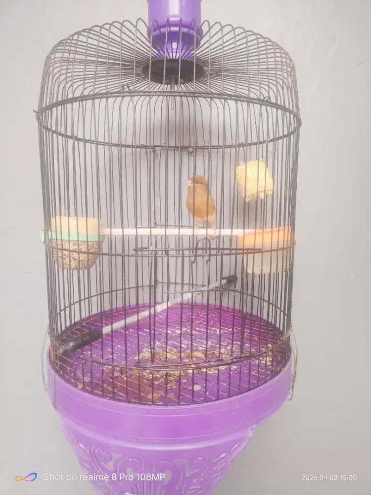 Di jual burung kenari dan burung pengikat murai