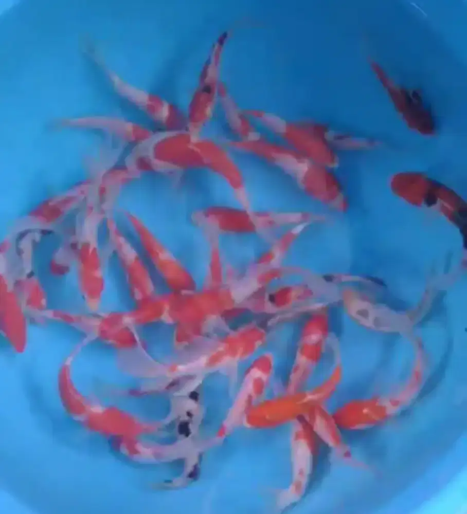 Ikan koi size 13-15cm