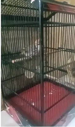 CUCAK ROWO / CUCAK RAWA / CR USIA SIAPAN