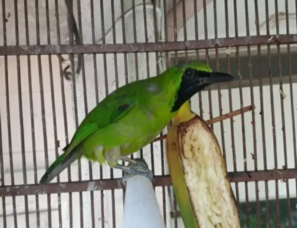 Jo bigsize anteng bunyi dekat org semaunya