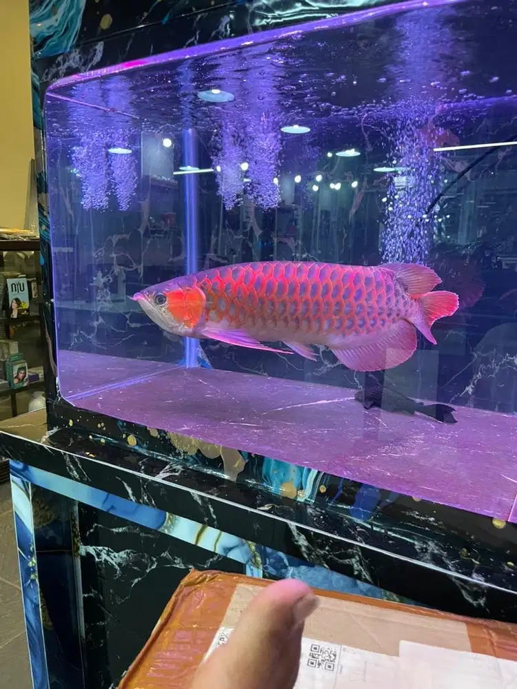 Arwana super red 55cm , murah aja lagi BU