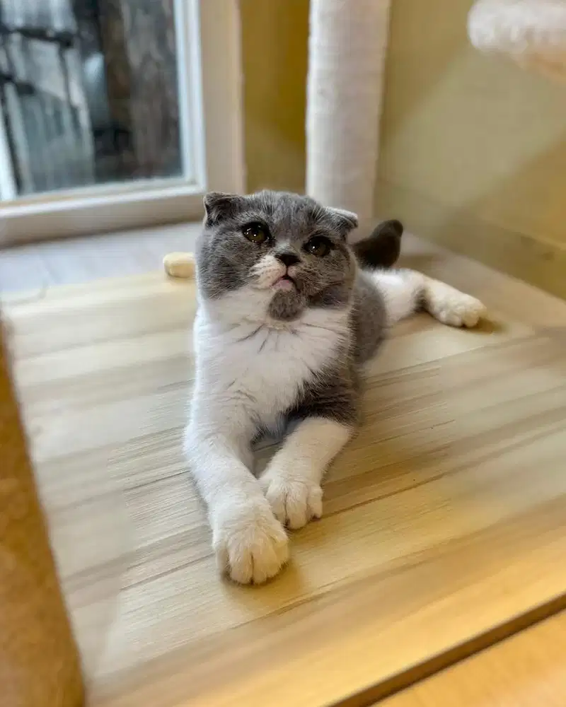 Kucing British Shorthair Scottish Fold
