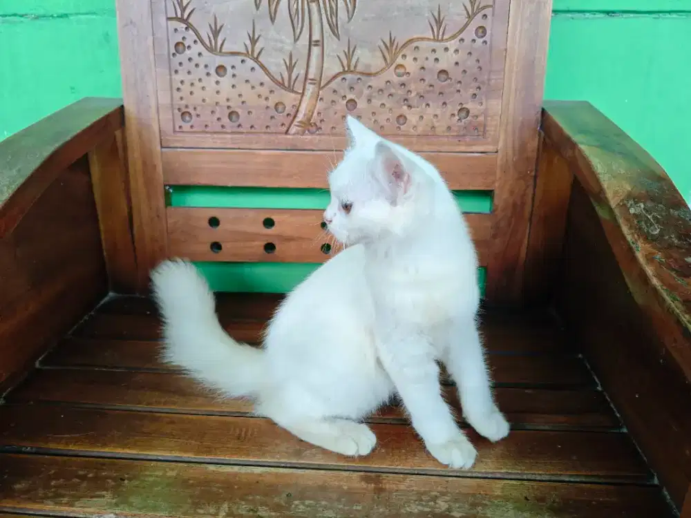 persia medium betina 3bln up