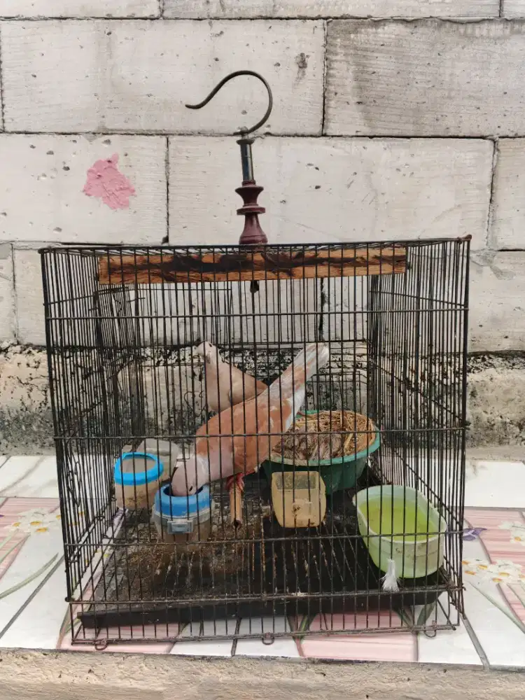 Dijual burung puter sejodo bawa anak dua ekor