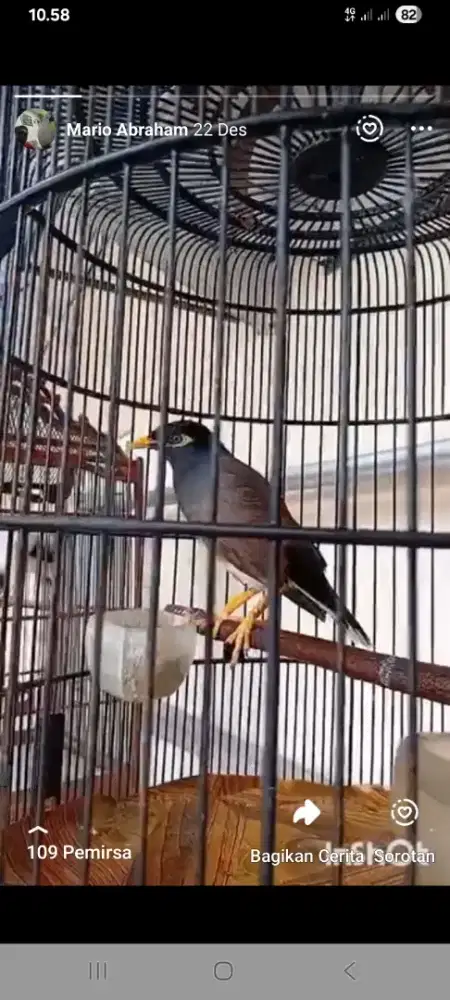 Jalak belong gacor..kaki sisik