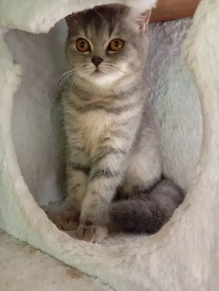 BSH SILVER TABBY BETINA 5 BUALN