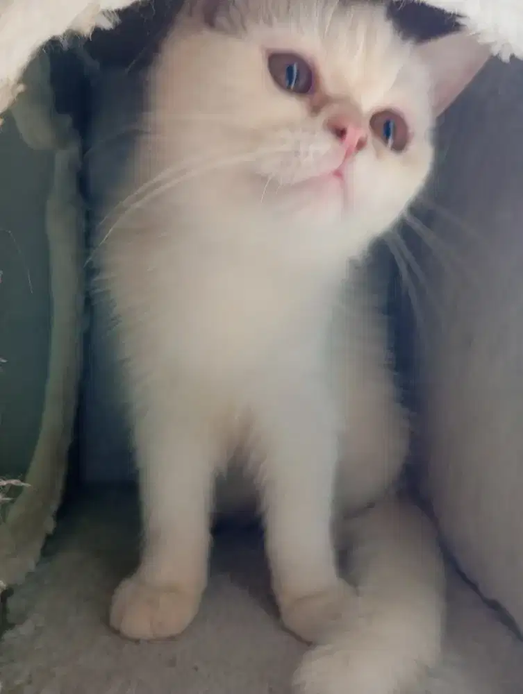 BSH WHITE SOLID JANTAN 5 BULAN