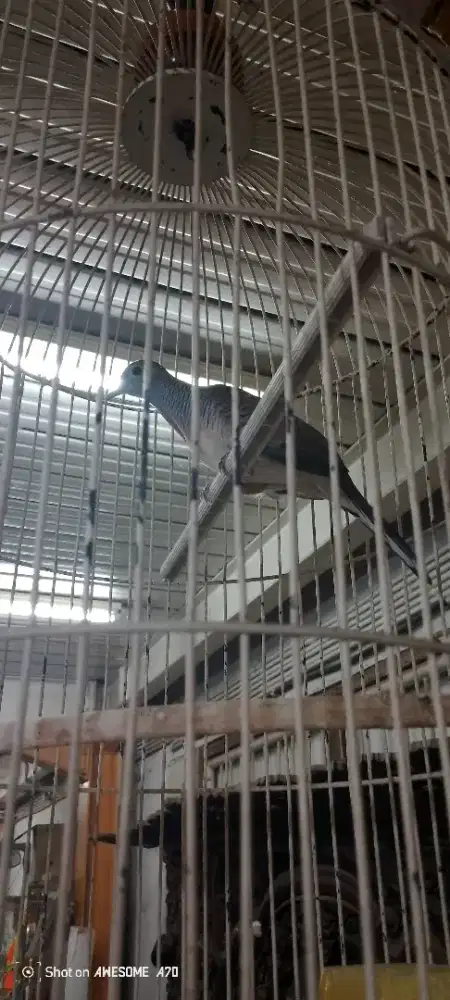 Burung perkutut bangkok suara lembutdan runtut