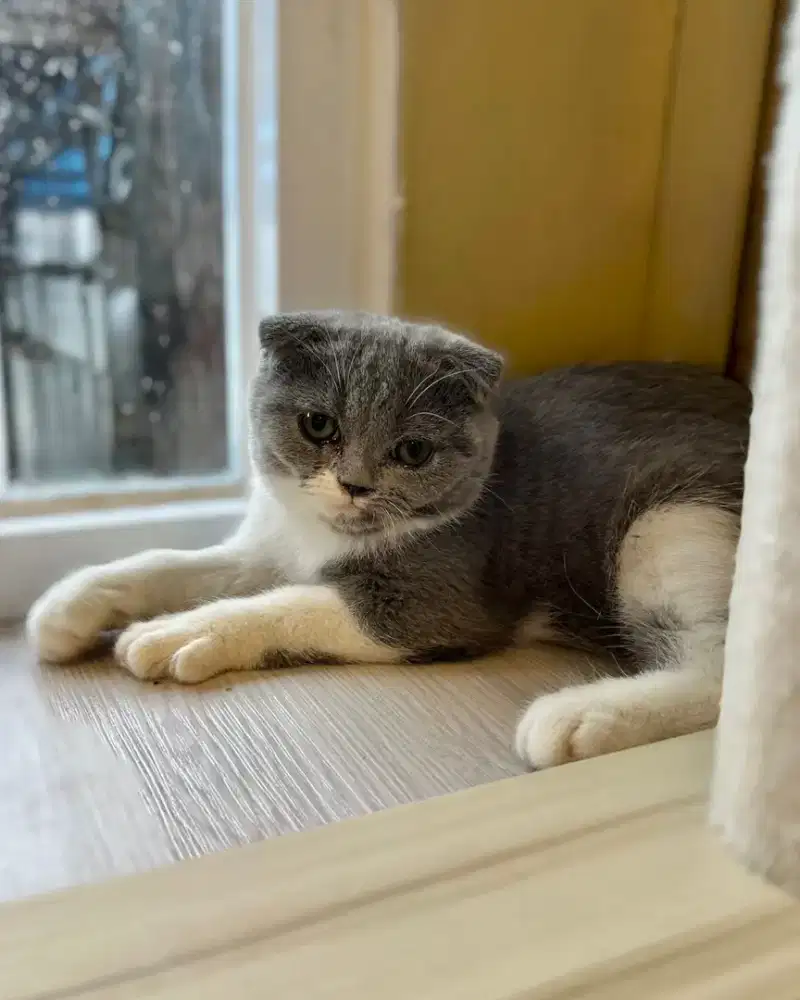 Kucing British Shorthair Scottish Fold