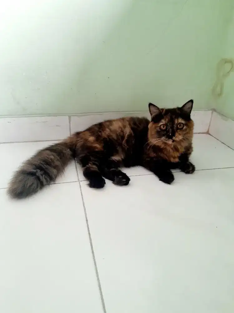 KUCING MUNCHKIN CEBOL BULU LEBAT BETINA USIA 5 BULAN