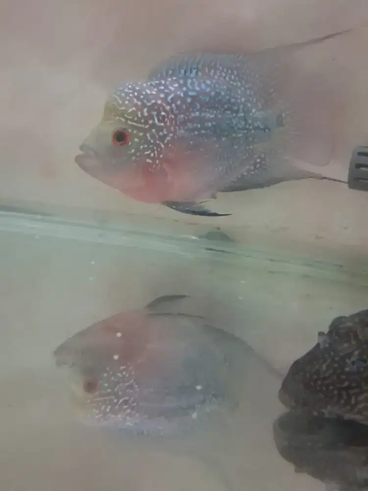 Ikan Louhan Cencu Betina