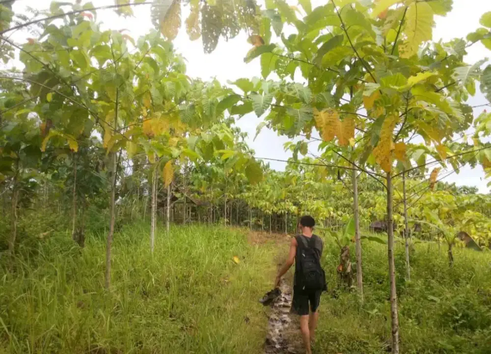 Tanah 6 Hektar SHM Akses Mobil — Harga Cuma 20 Ribu/m²