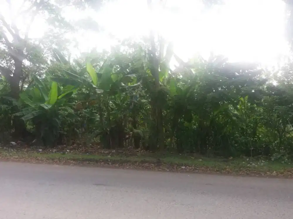 Dijual Tanah Di Cianjur, Strategis Daerah Perbatasan Cianjur Bogor SHM