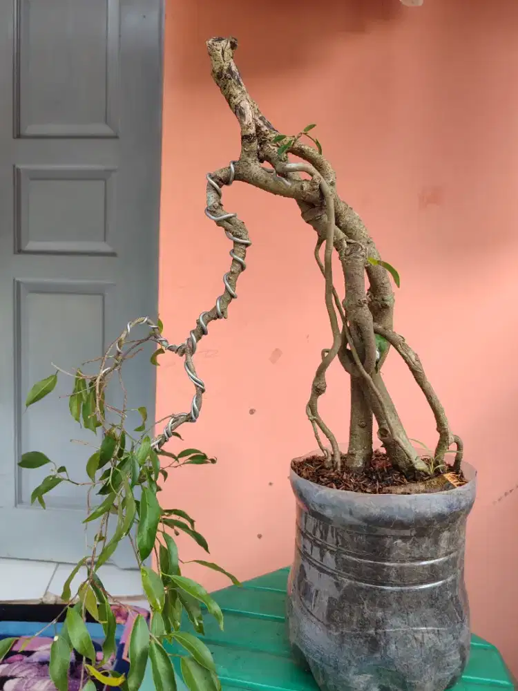 Bahan bonsai mode bunjin