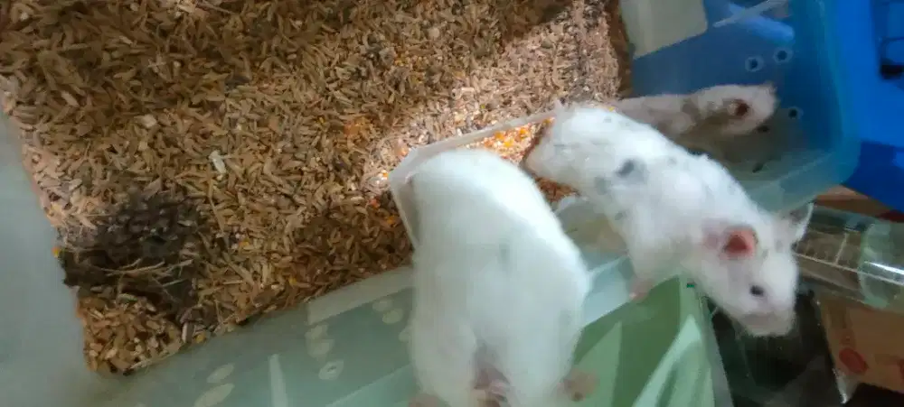 Hamster Syria ternak sendiri