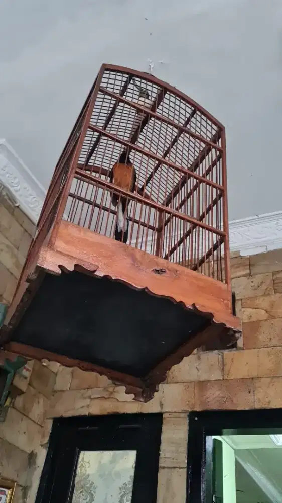 Murai Hutan Kaki Hitam Istimewa