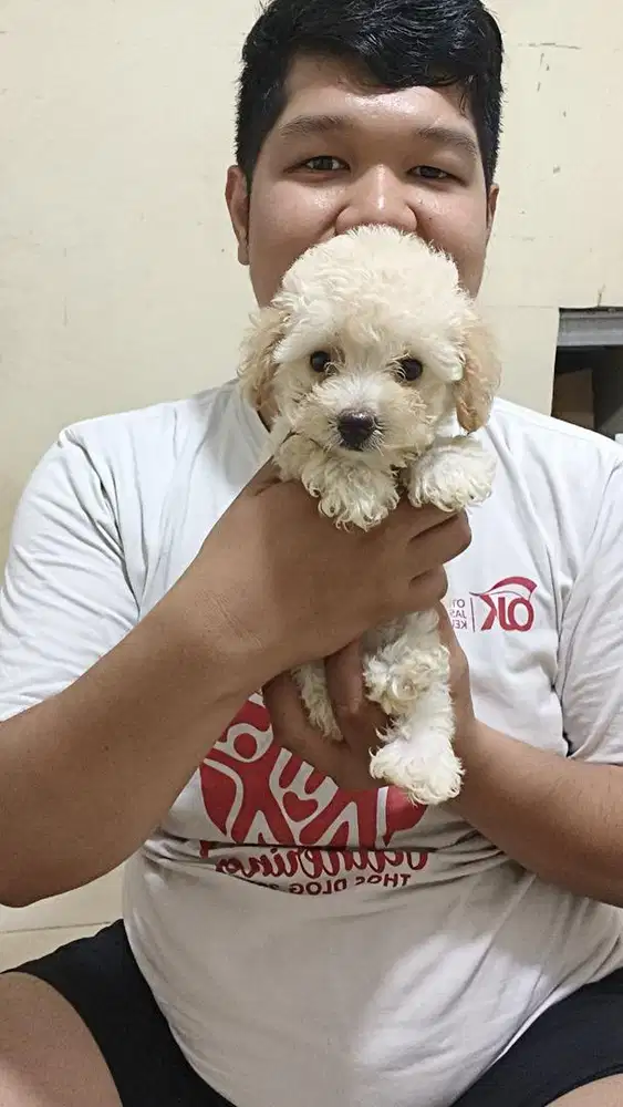 Jual anjing poodle teacup 2 bulan sudah di kasih obat cacing dan kutu
