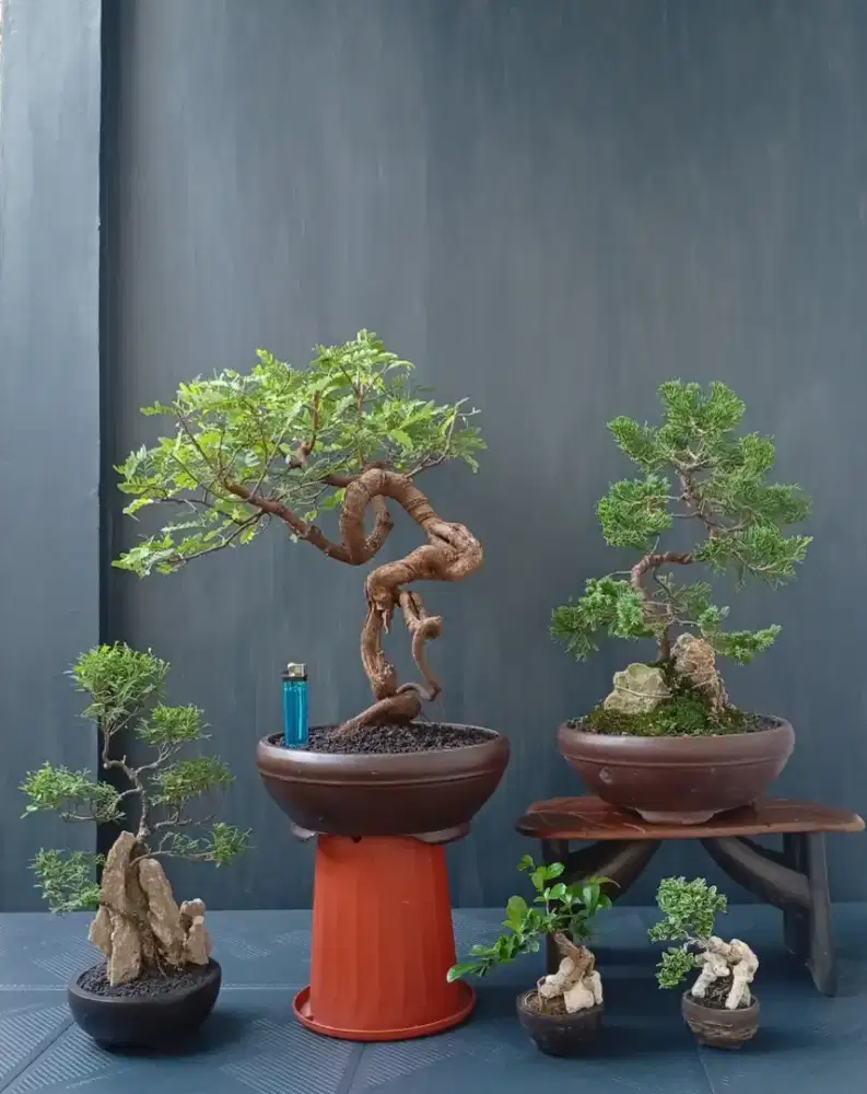 Borong murah mini bonsai 5 pohon cantik