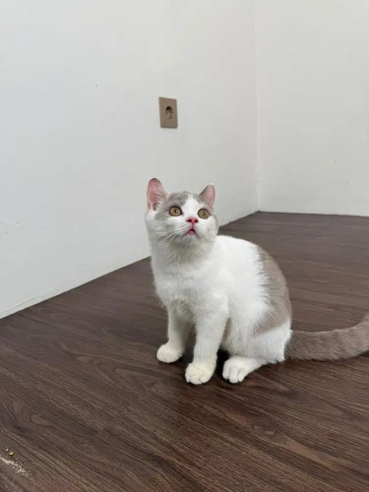BSH PURE KUCING BRITISH SHORT HAIR MURAH