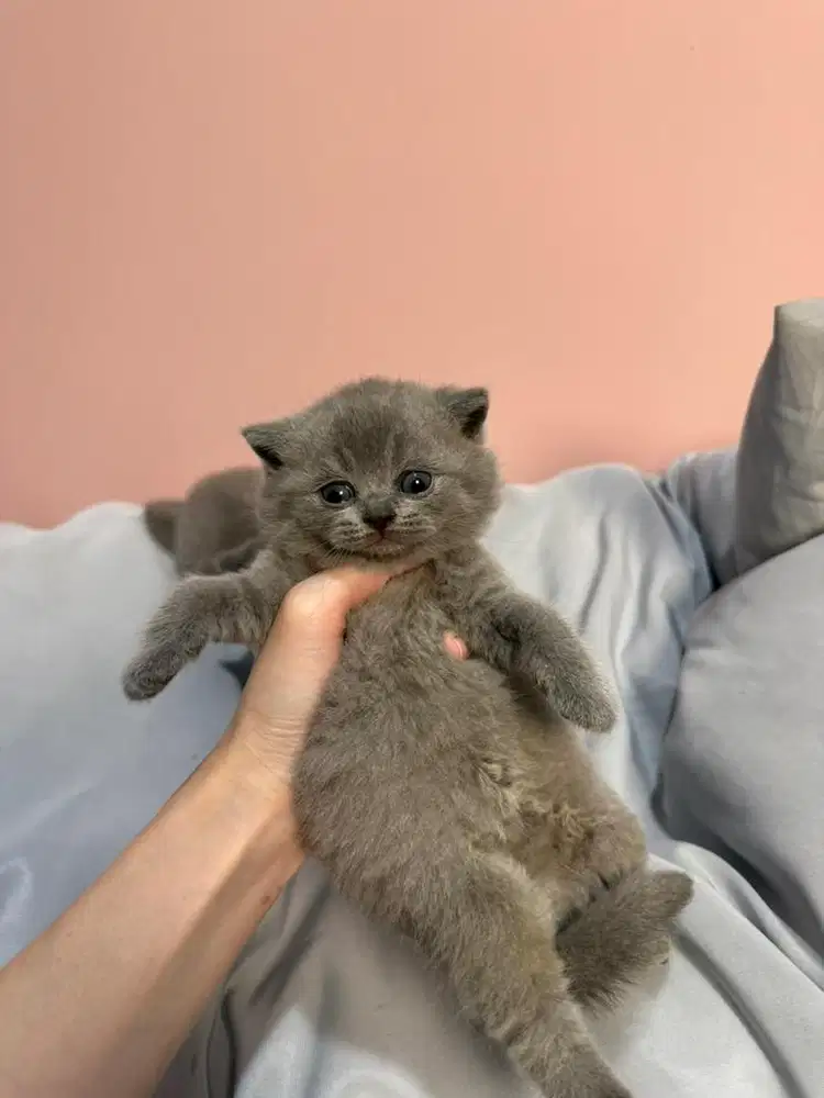 BSH PURE BRITISH SHORT HAIR KUCING MURAH