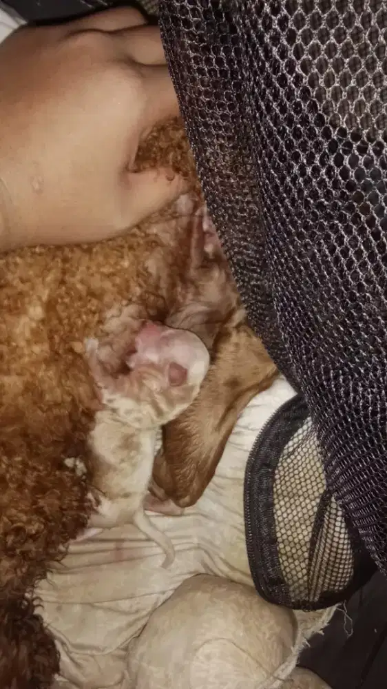 Mix poodle banyak bulu