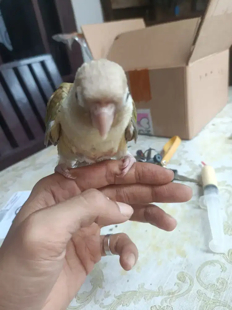 Cinnamon conure muda bukan Lovebird dan falk